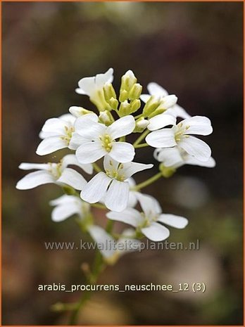 Arabis procurrens 'Neuschnee' | Randjesbloem, Rijstebrij