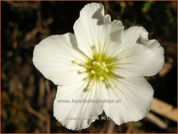 Arenaria montana | Zandkruid