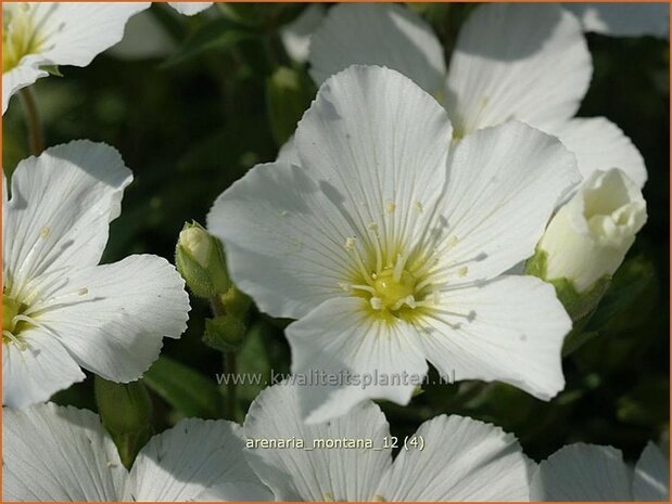 Arenaria montana | Zandkruid