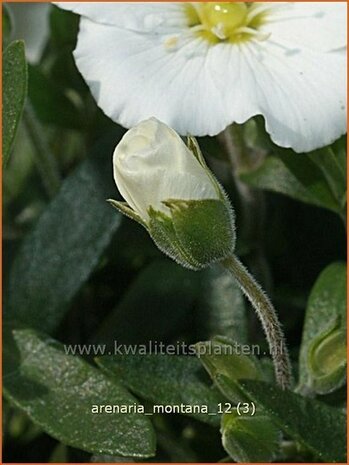 Arenaria montana | Zandkruid