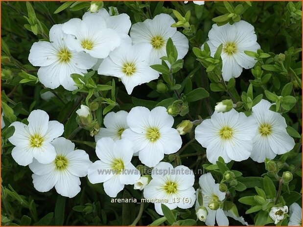 Arenaria montana | Zandkruid