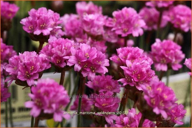 Armeria maritima 'Splendens' | Engels gras