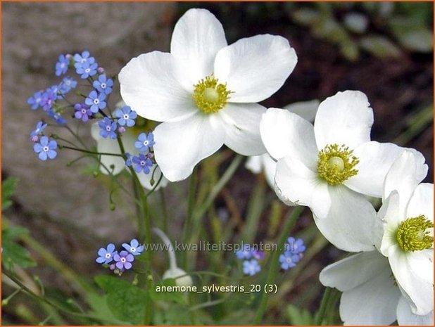 Anemone sylvestris | Anemoon