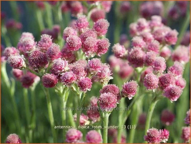 Antennaria dioica 'Rotes Wunder' | Rozenkransje