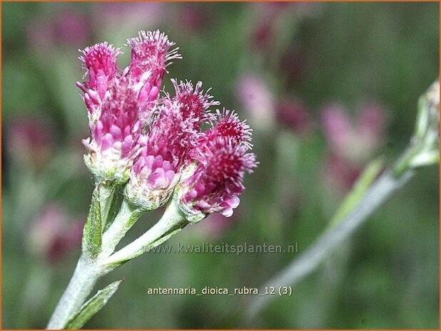 Antennaria dioica 'Rubra' | Rozenkransje