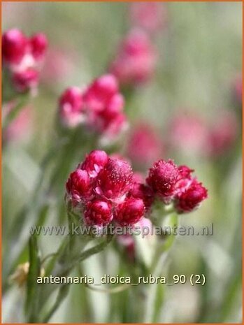 Antennaria dioica 'Rubra' | Rozenkransje