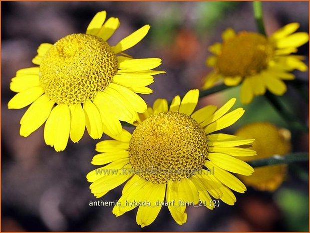 Anthemis hybrida 'Dwarf Form' | Gele kamille, Verfkamille, Kamille | Färberkamille