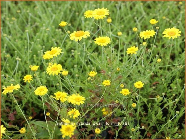 Anthemis hybrida 'Dwarf Form' | Gele kamille, Verfkamille, Kamille | Färberkamille