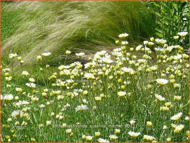 Anthemis hybrida 'Susanna Mitchel' | Kamille, Roomse kamille