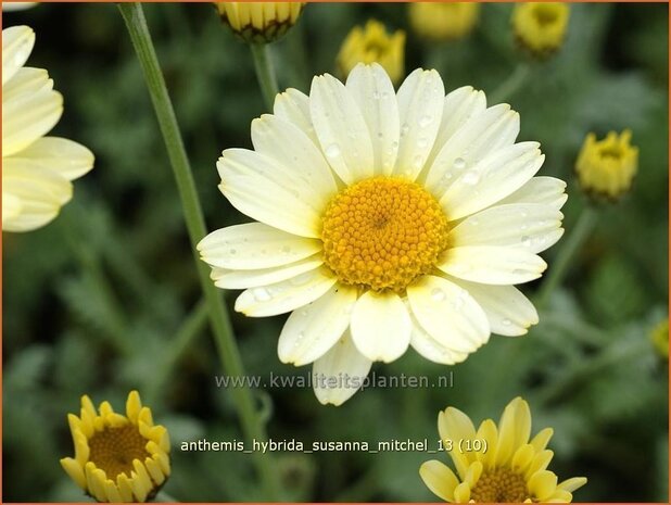 Anthemis hybrida 'Susanna Mitchel' | Kamille, Roomse kamille