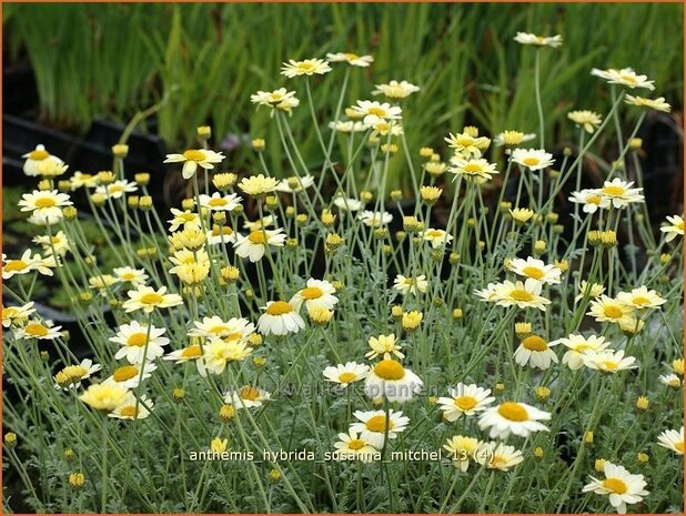 Anthemis hybrida 'Susanna Mitchel' | Kamille, Roomse kamille