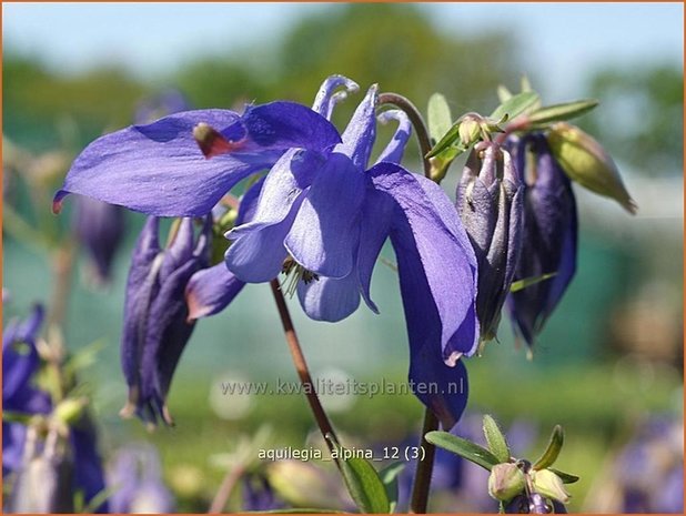 Aquilegia alpina | Akelei | Alpen-Akelei