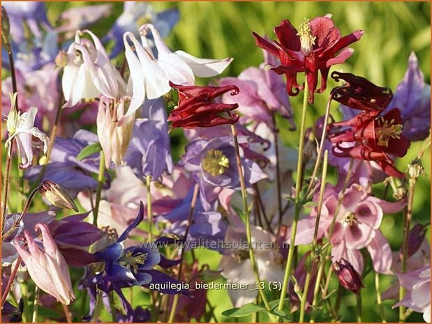 Aquilegia 'Biedermeier' | Akelei