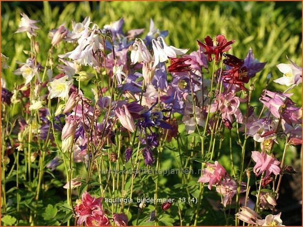 Aquilegia 'Biedermeier' | Akelei