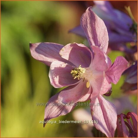 Aquilegia 'Biedermeier' | Akelei