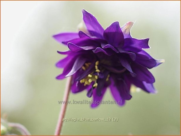 Aquilegia 'Blue Barlow' | Akelei | Akelei