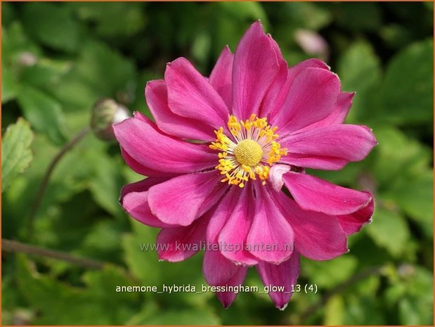 Anemone hybrida 'Bressingham Glow' | Anemoon, Herfstanemoon, Japanse anemoon