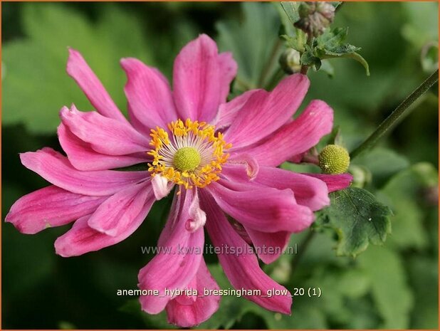 Anemone hybrida 'Bressingham Glow' | Anemoon, Herfstanemoon, Japanse anemoon