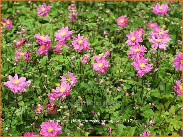 Anemone hybrida 'Bressingham Glow' | Anemoon, Herfstanemoon, Japanse anemoon