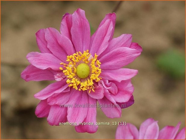 Anemone hybrida &#39;Pamina&#39; | Herfstanemoon, Japanse anemoon, Anemoon | Herbstanemone