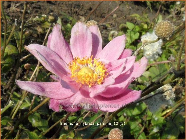 Anemone hybrida &#39;Pamina&#39; | Herfstanemoon, Japanse anemoon, Anemoon | Herbstanemone