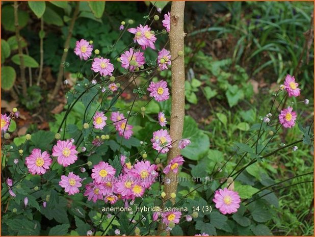 Anemone hybrida &#39;Pamina&#39; | Herfstanemoon, Japanse anemoon, Anemoon | Herbstanemone