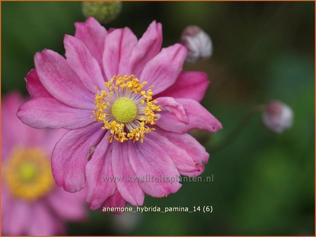 Anemone hybrida &#39;Pamina&#39; | Herfstanemoon, Japanse anemoon, Anemoon | Herbstanemone