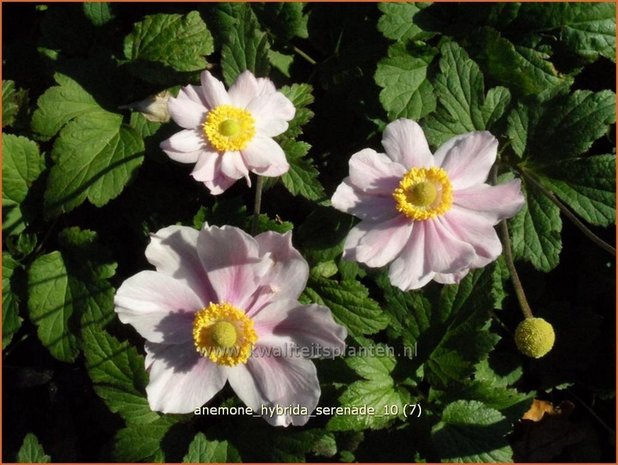 Anemone hybrida 'Serenade' | Anemoon, Herfstanemoon, Japanse anemoon