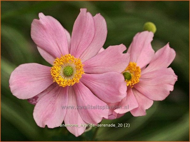 Anemone hybrida 'Serenade' | Anemoon, Herfstanemoon, Japanse anemoon