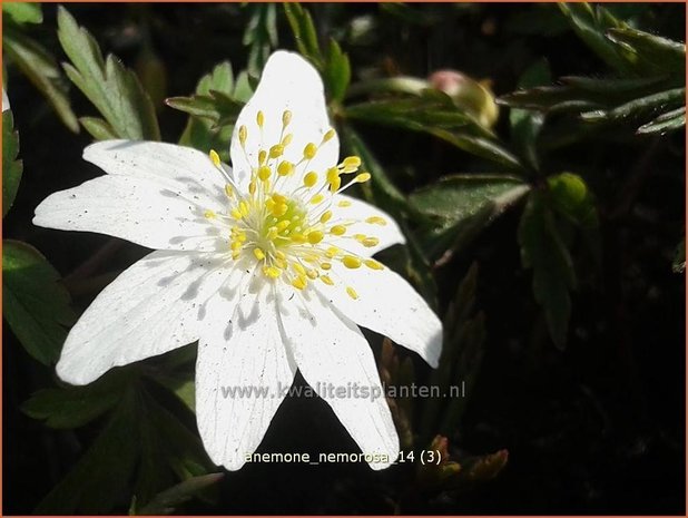 Anemone nemorosa | Bosanemoon