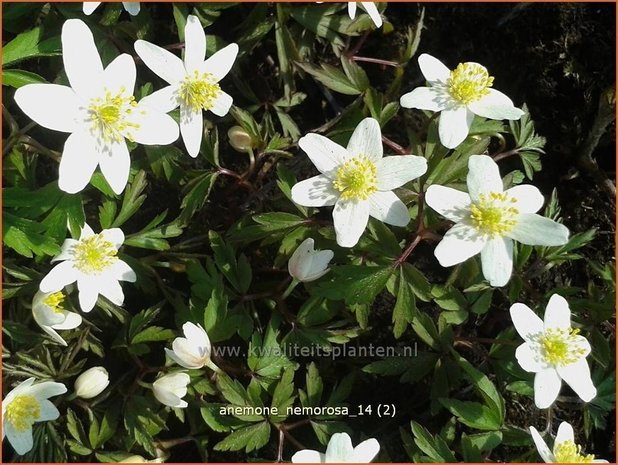 Anemone nemorosa | Bosanemoon