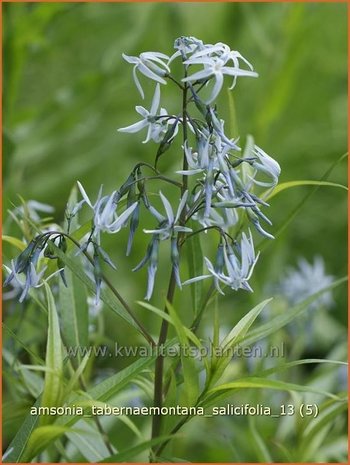 Amsonia tabernaemontana salicifolia | Blauwe ster