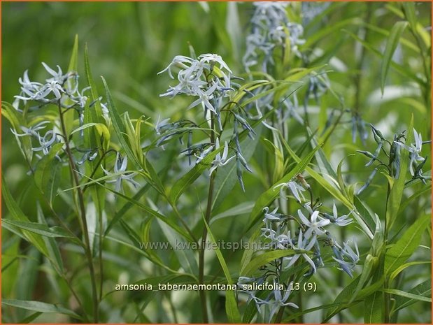 Amsonia tabernaemontana salicifolia | Blauwe ster