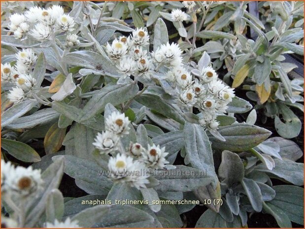 Anaphalis triplinervis 'Sommerschnee' | Siberische edelweiss