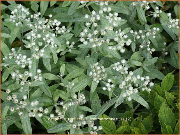 Anaphalis triplinervis 'Sommerschnee' | Siberische edelweiss