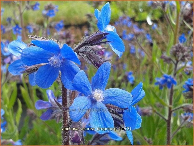 Anchusa azurea 'Dropmore' | Blauwe ossentong, Italiaanse ossentong