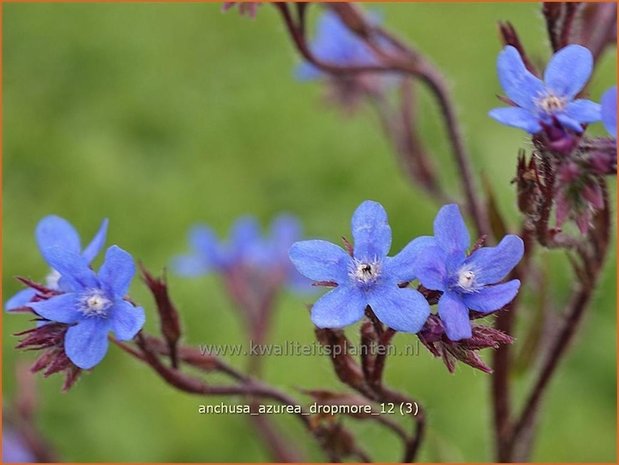 Anchusa azurea 'Dropmore' | Blauwe ossentong, Italiaanse ossentong