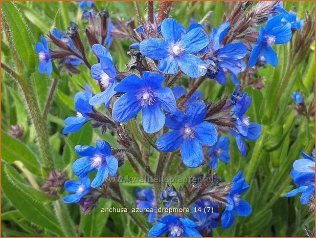 Anchusa azurea 'Dropmore' | Blauwe ossentong, Italiaanse ossentong