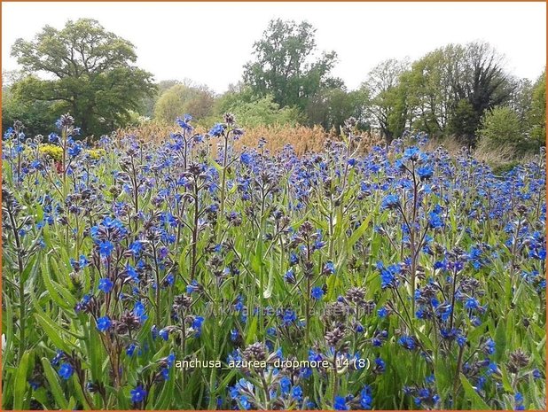 Anchusa azurea 'Dropmore' | Blauwe ossentong, Italiaanse ossentong