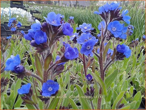 Anchusa azurea 'Loddon Royalist' | Blauwe ossentong, Italiaanse ossentong