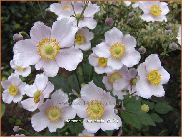 Anemone hupehensis | Anemoon, Herfstanemoon, Japanse anemoon