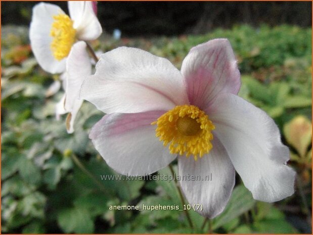 Anemone hupehensis | Anemoon, Herfstanemoon, Japanse anemoon