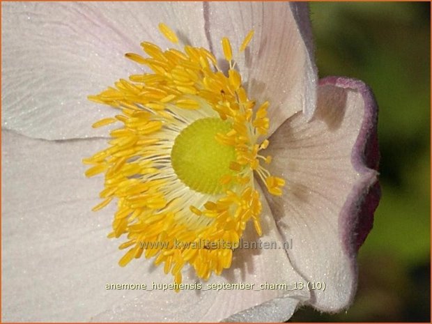 Anemone hupehensis 'September Charm' | Anemoon, Herfstanemoon, Japanse anemoon