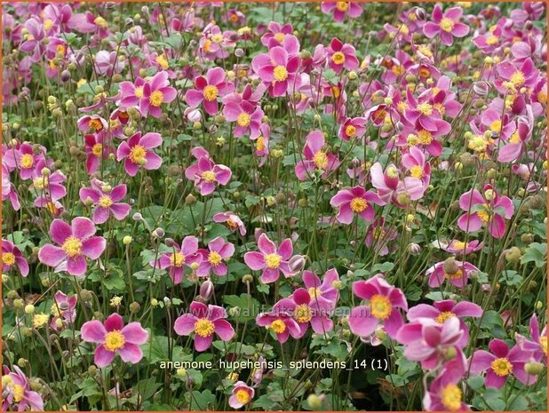 Anemone hupehensis 'Splendens' | Anemoon, Herfstanemoon, Japanse anemoon