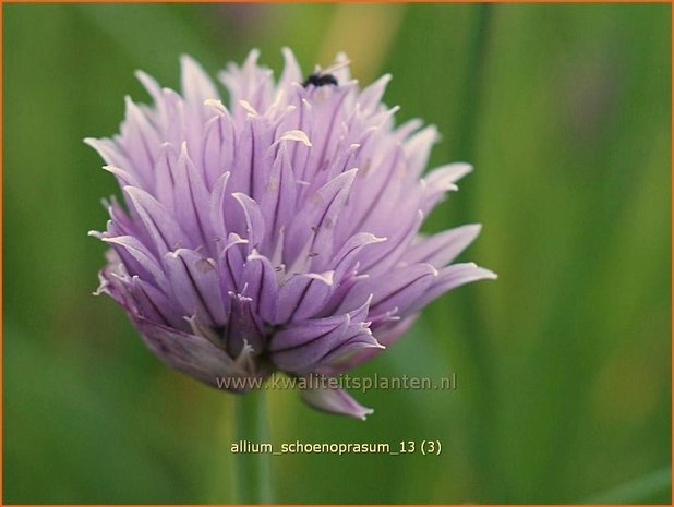 Allium schoenoprasum | Bieslook