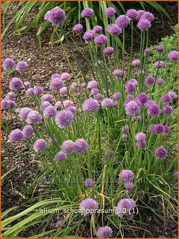 Allium schoenoprasum | Bieslook