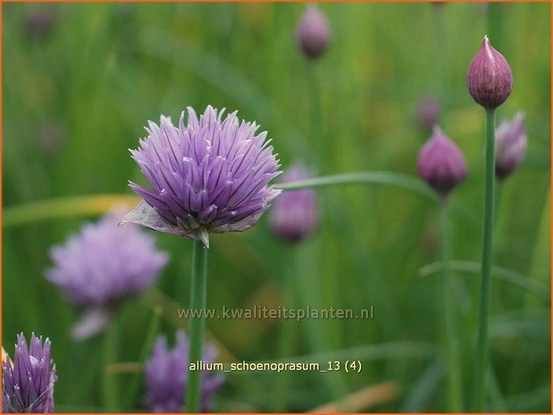 Allium schoenoprasum | Bieslook