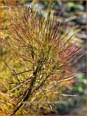 Amsonia hubrechtii | Blauwe ster