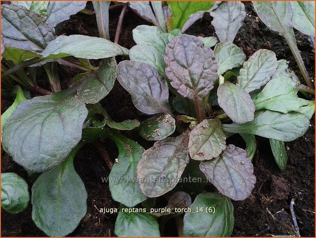 Ajuga reptans 'Purple Torch' | Zenegroen