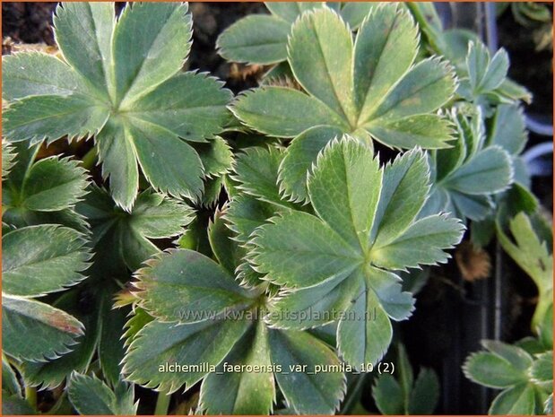 Alchemilla faeroensis var. pumila | Vrouwenmantel